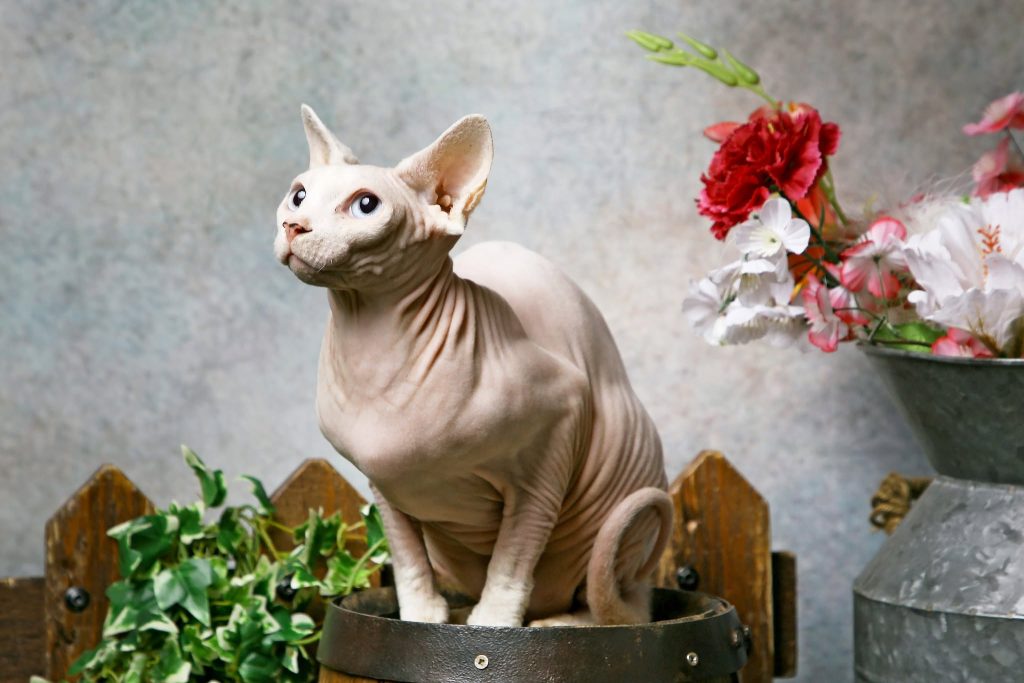le sphynx prend la pose dans le studio de Virgin-arts à Saint-Hilaire-des-Loges