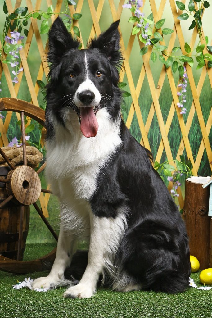 un chien dans un décor de jardin chez Virgin-arts à Saint-Hilaire-des-Loges