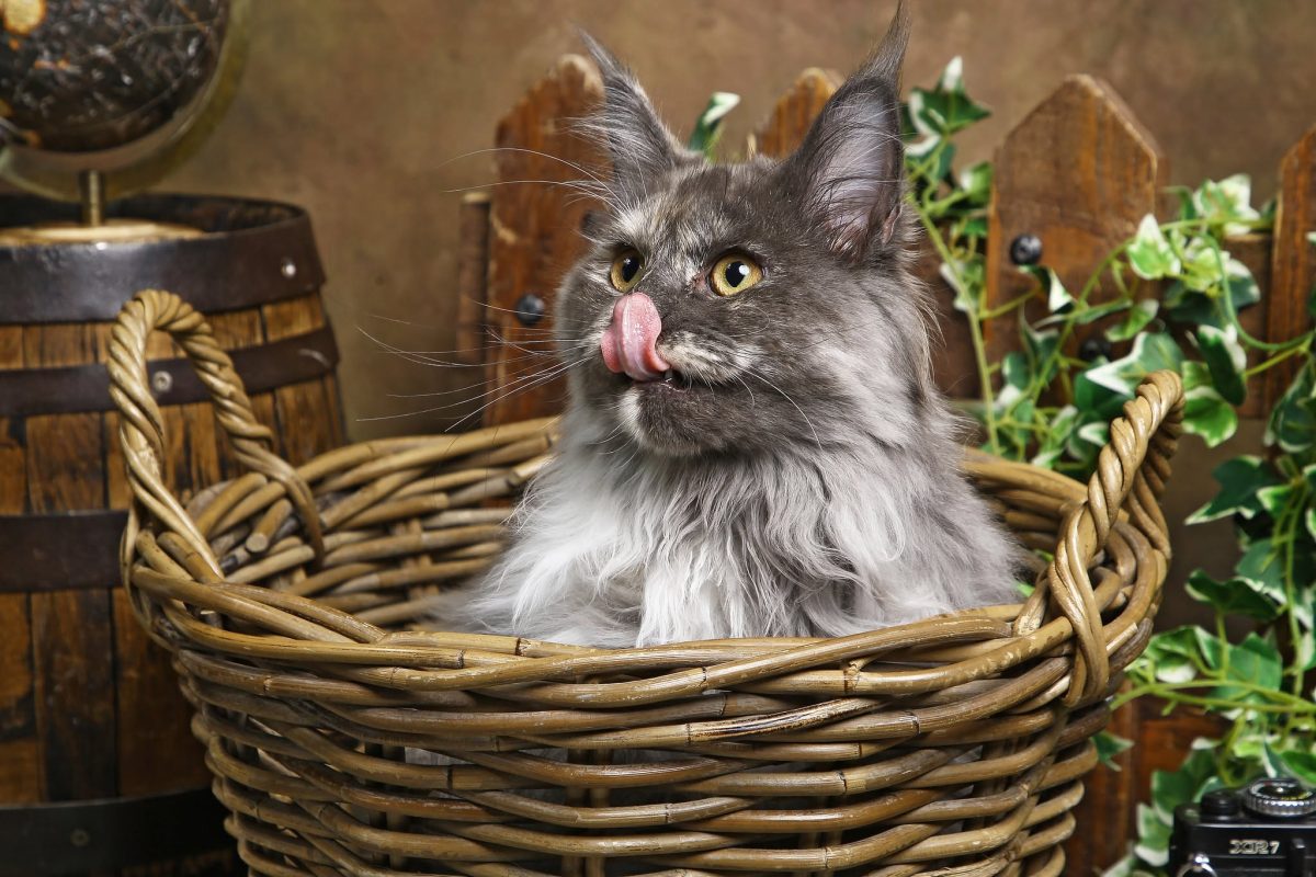 un chat prend la pose dans le studio photo de Virgin-arts à Saint-Hilaire-des-loges