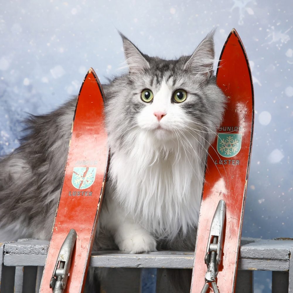 Chat gris dans un décors neigeux chez virgin'arts à Saint-Hilaire-des-Loges