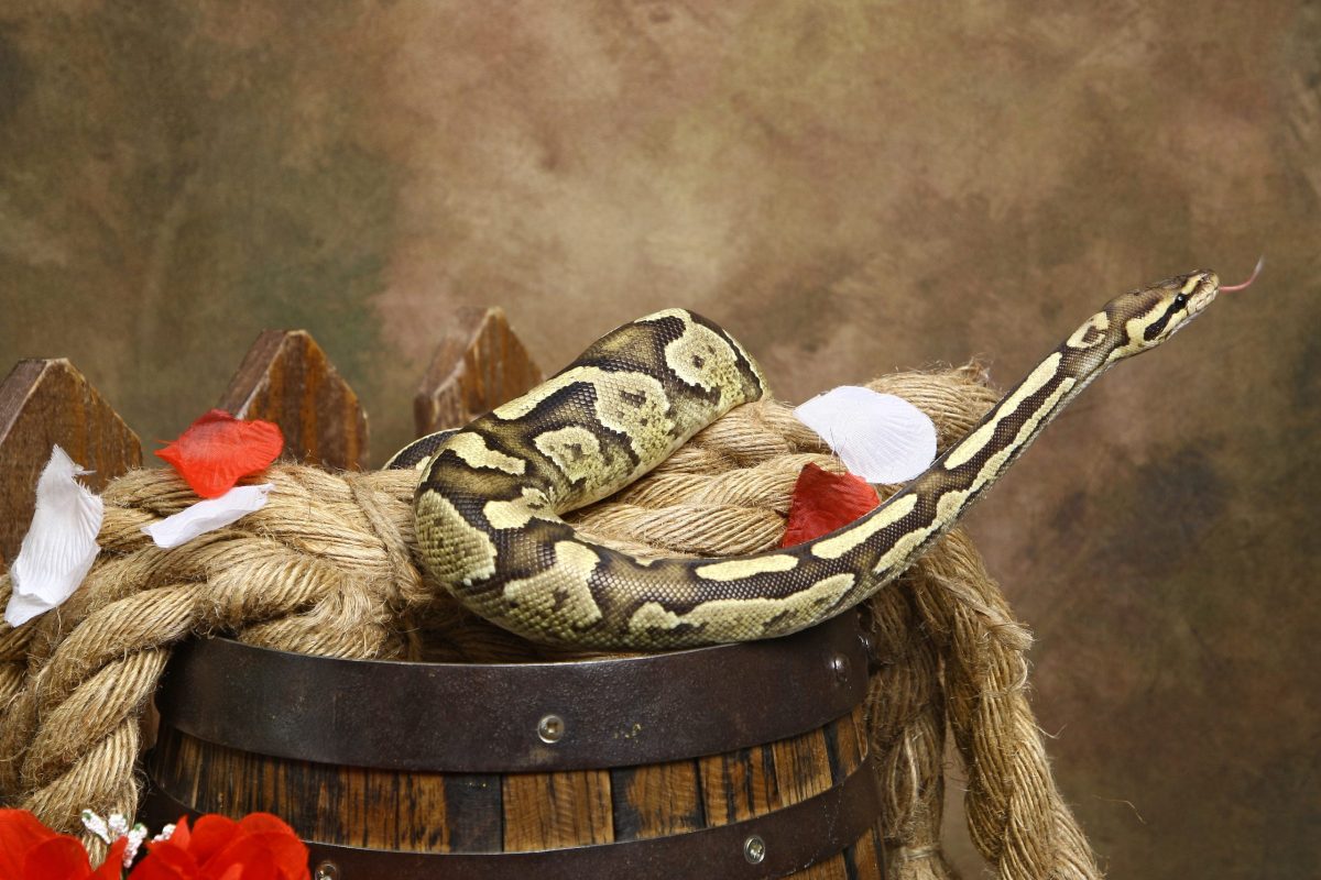 serpent sur un tonneau-Virgin'arts- en-vendee