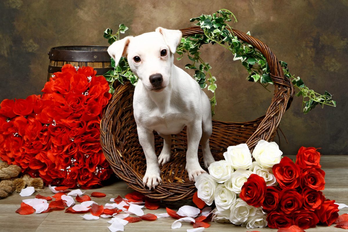 petit chien blanc dans un panier entouré de fleurs rouge et blanche au studio photo de Virgin'arts à Saint-Hilaire-des-Loges