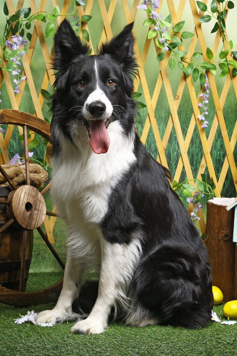 un chien dans un décor de jardin chez Virgin-arts à Saint-Hilaire-des-Loges