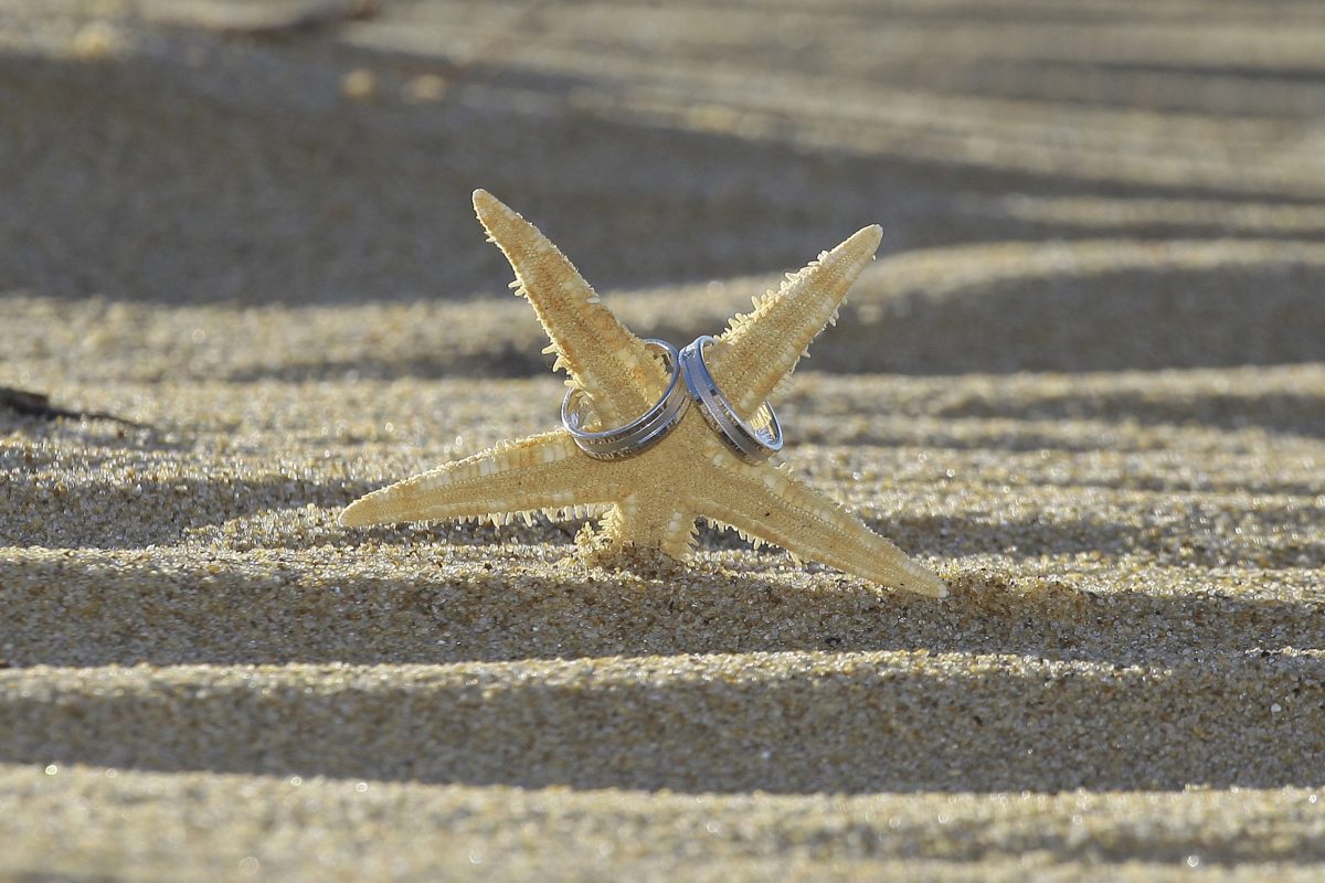 Bagues sur une étoile de mer dans le sable Virgin'arts Saint-Hilaire-des-Loges en Vendée